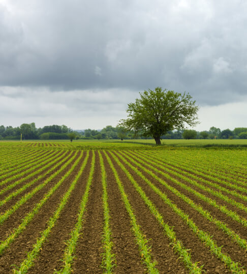 Green Loans